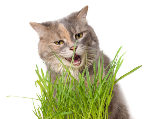 Cat Grass