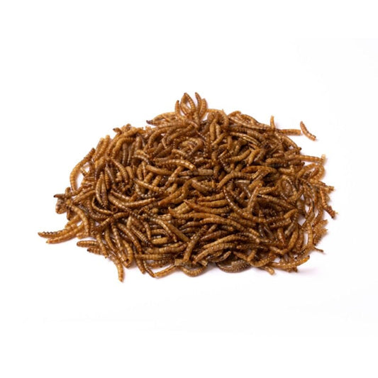 Dried Mealworms